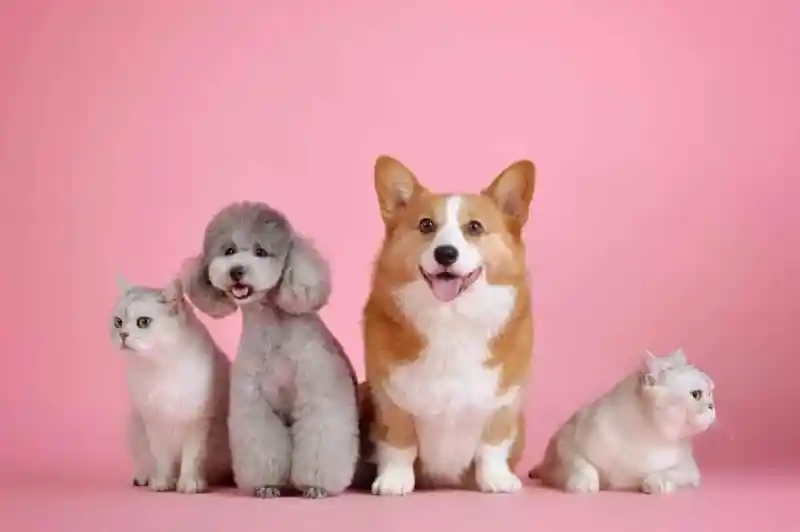 Cuidados de mascotas en climas cálidos.