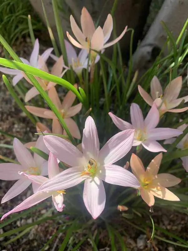 lirio de lluvia