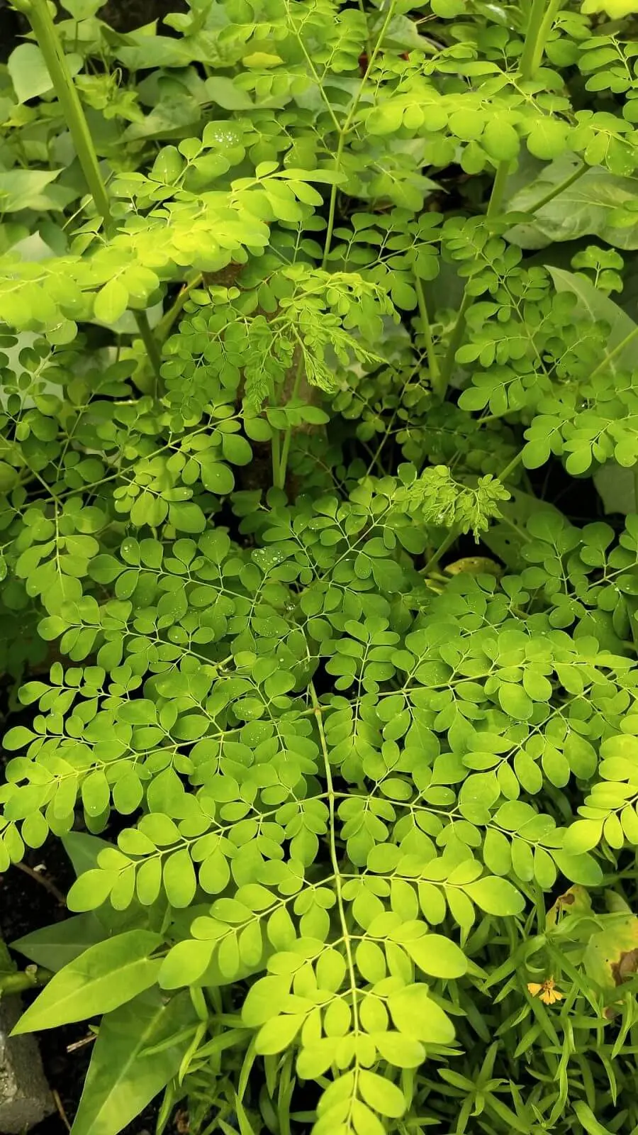 Esteban Petersen - Gente de Valladolid plantio de moringa en Valladolid