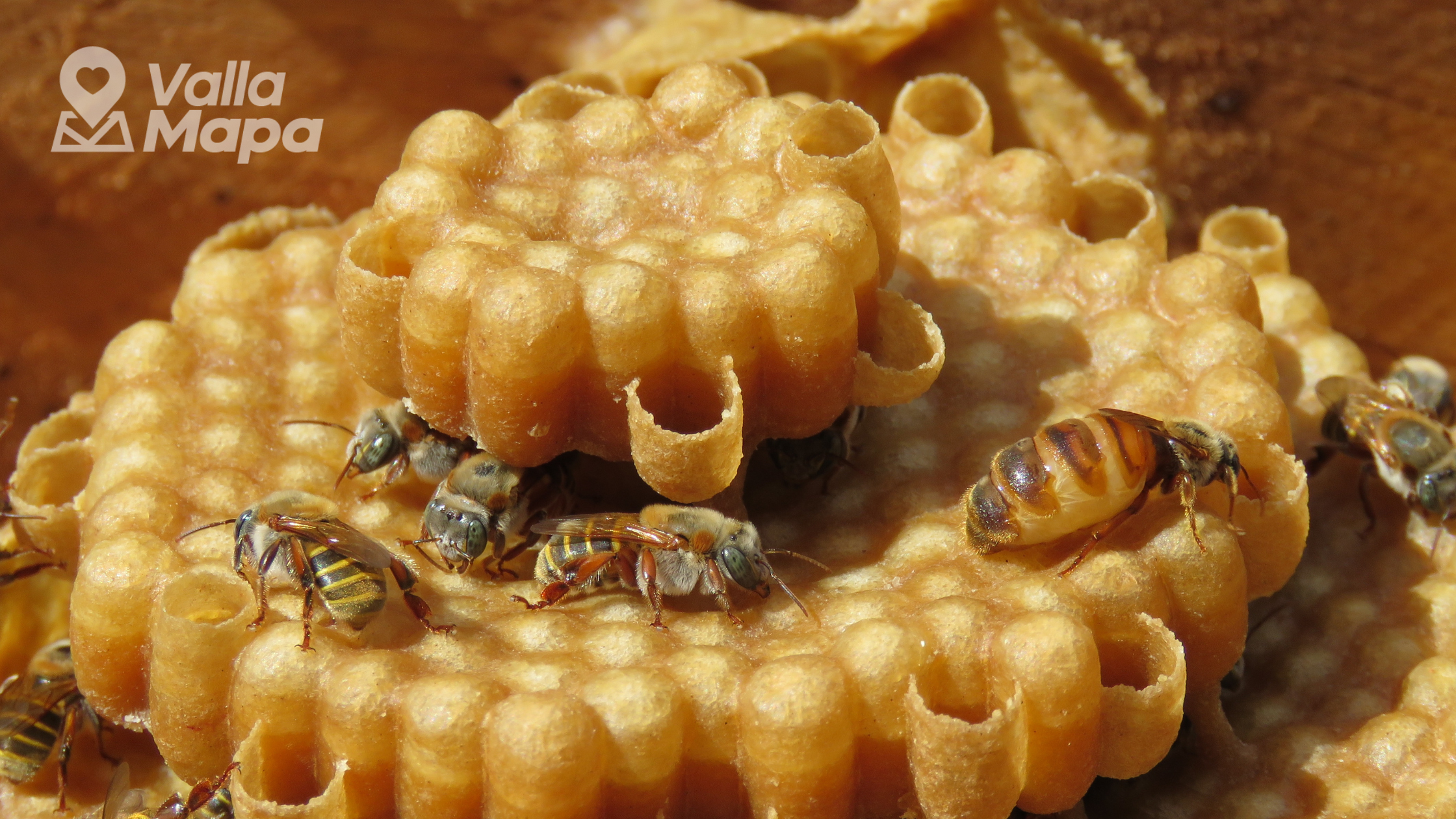 La abeja maya - Xunán Kab