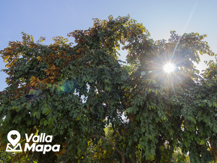 Planting a tree is an excellent way to increase the value of your home!