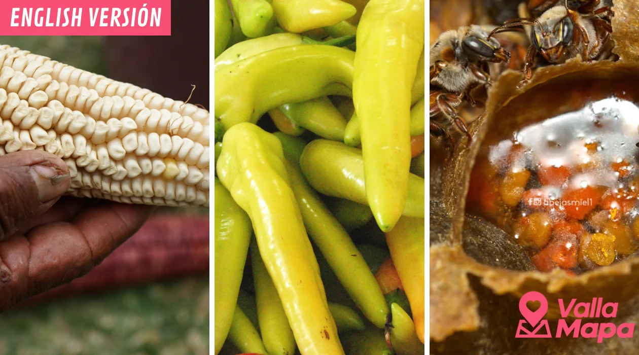 Routes of Ancestral Flavors: The Maya Ingredients Still Alive in Valladolid and Its Surroundings