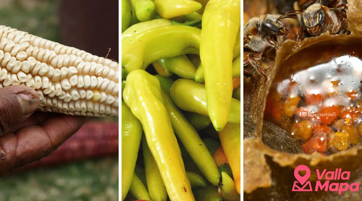 Rutas de los sabores ancestrales: los ingredientes mayas que siguen vivos en Valladolid y sus alrededores