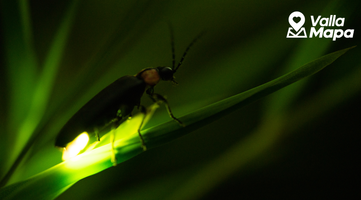 Where to see fireflies in summer near Valladolid, Yucatán