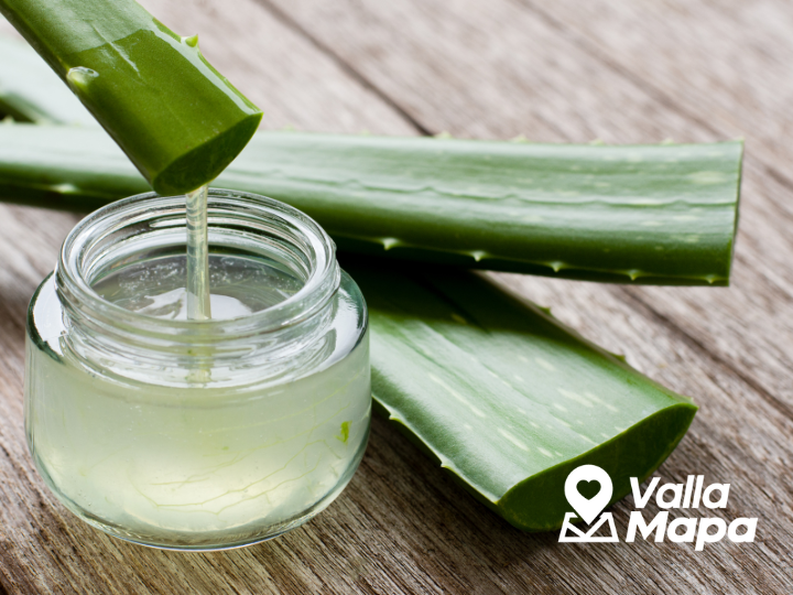 Aloe Vera and its use in Yucatan